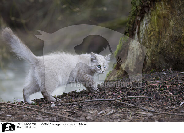 Ragdoll Ktzchen / Ragdoll kitten / JM-08550