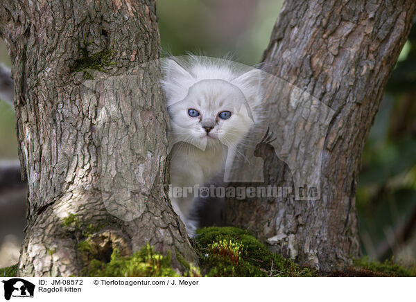 Ragdoll Ktzchen / Ragdoll kitten / JM-08572