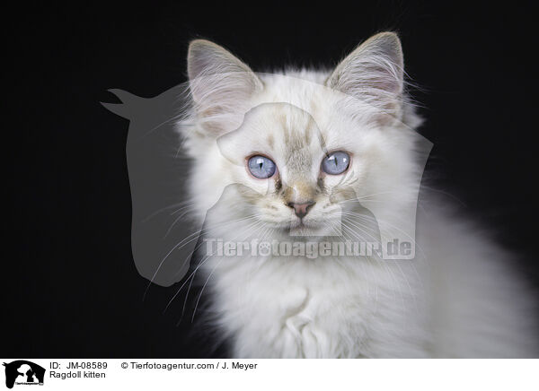 Ragdoll Ktzchen / Ragdoll kitten / JM-08589