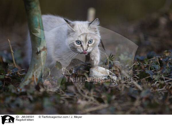 Ragdoll Ktzchen / Ragdoll kitten / JM-08591