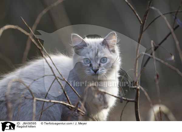 Ragdoll Ktzchen / Ragdoll kitten / JM-08595