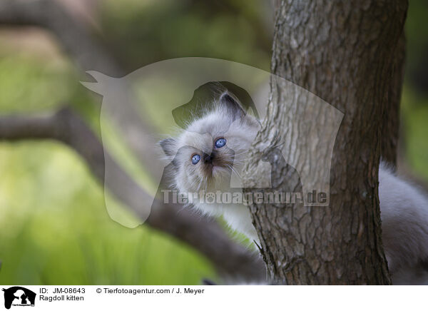 Ragdoll kitten / JM-08643