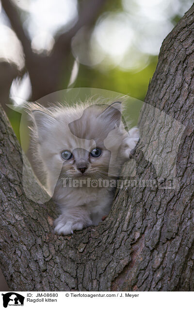 Ragdoll Ktzchen / Ragdoll kitten / JM-08680