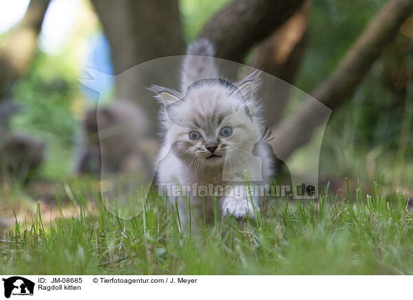 Ragdoll Ktzchen / Ragdoll kitten / JM-08685