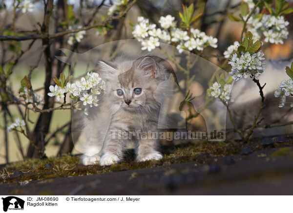 Ragdoll Ktzchen / Ragdoll kitten / JM-08690