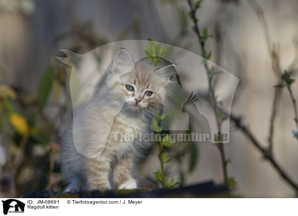 Ragdoll Ktzchen / Ragdoll kitten / JM-08691