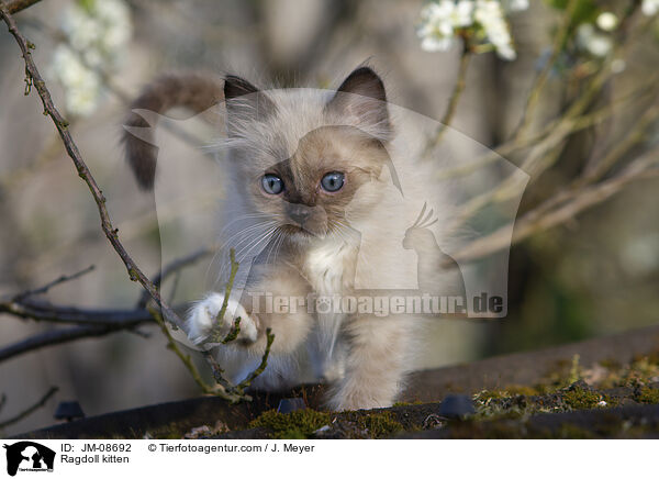 Ragdoll Ktzchen / Ragdoll kitten / JM-08692