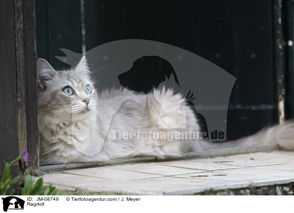 Ragdoll / Ragdoll / JM-08749