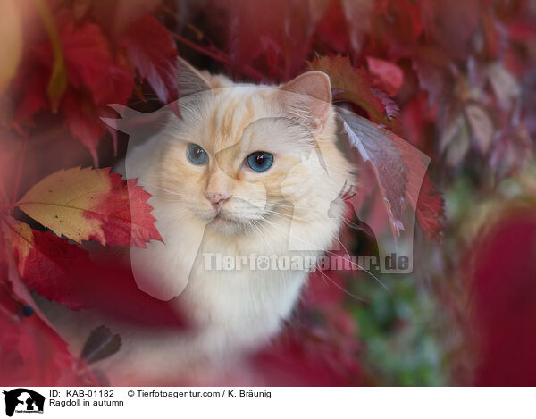 Ragdoll im Herbst / Ragdoll in autumn / KAB-01182