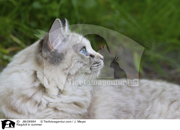 Ragdoll im Sommer / Ragdoll in summer / JM-08984