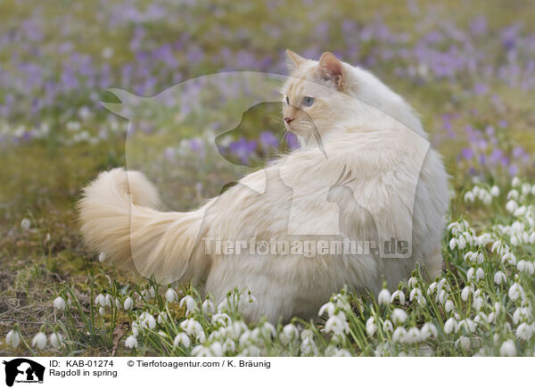 Ragdoll im Frhling / Ragdoll in spring / KAB-01274