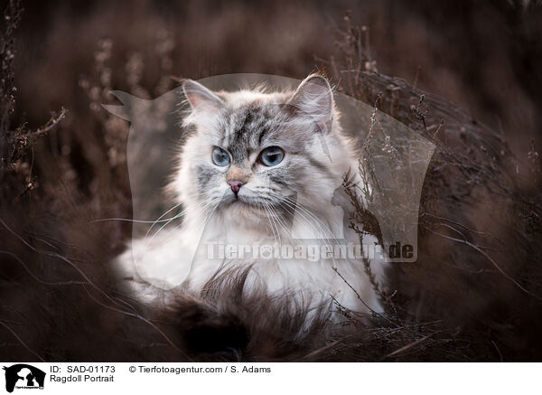 Ragdoll Portrait / SAD-01173