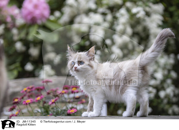 Ragdoll Kitten / JM-11345