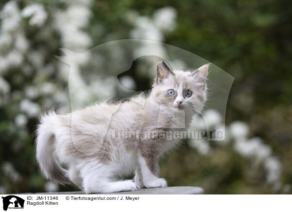 Ragdoll Kitten / JM-11346