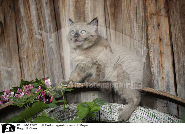 Ragdoll Kitten / JM-11362