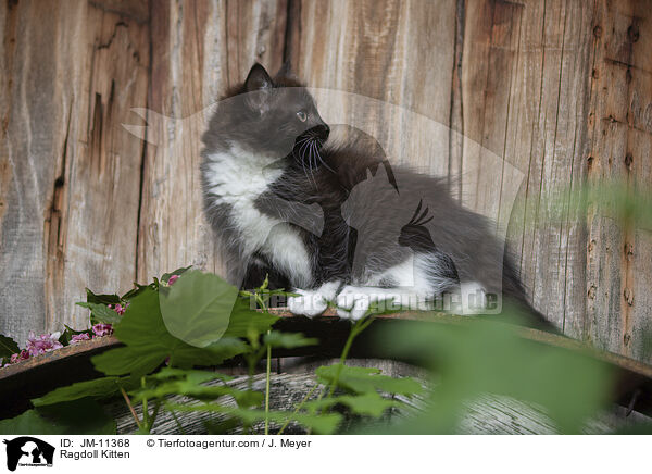 Ragdoll Kitten / JM-11368