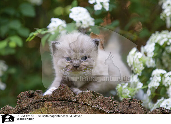 Ragdoll Kitten / JM-12168