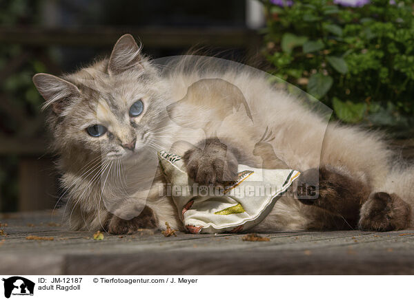 ausgewachsene Ragdoll / adult Ragdoll / JM-12187