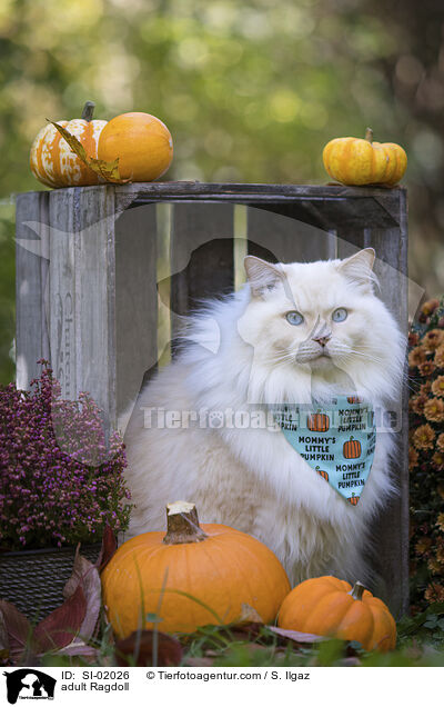 ausgewachsene Ragdoll / adult Ragdoll / SI-02026