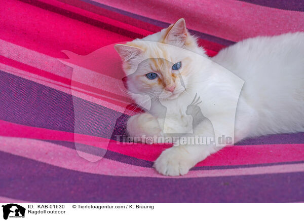 Ragdoll drauen / Ragdoll outdoor / KAB-01630