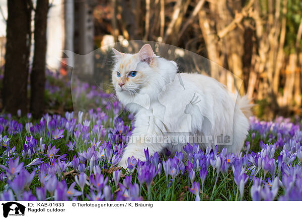 Ragdoll outdoor / KAB-01633