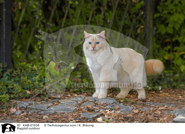 Ragdoll drauen / Ragdoll outdoor / KAB-01636