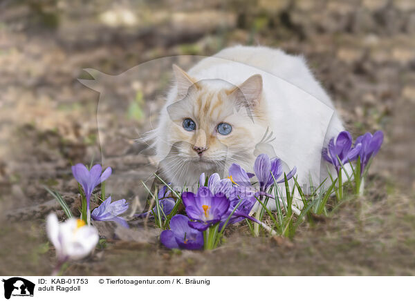 erwachsene Ragdoll / adult Ragdoll / KAB-01753