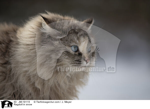 Ragdoll im Schnee / Ragdoll in snow / JM-19115