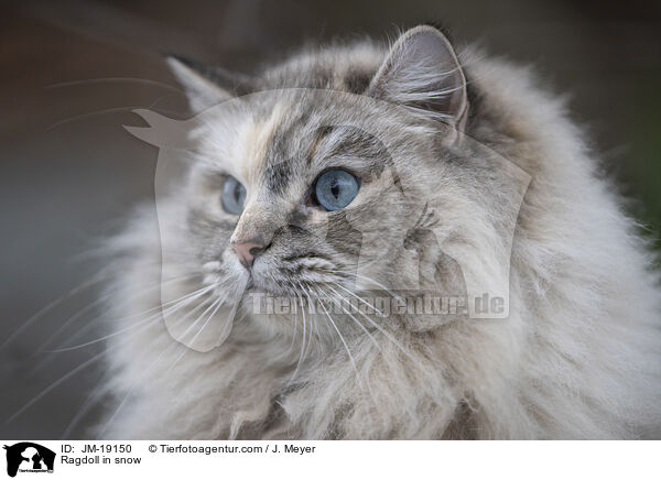 Ragdoll in snow / JM-19150