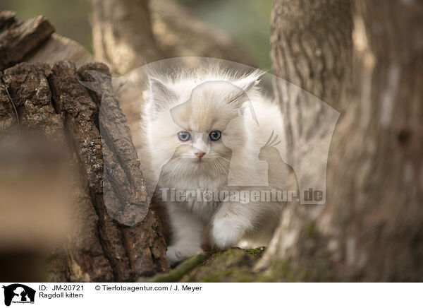 Ragdoll Ktzchen / Ragdoll kitten / JM-20721