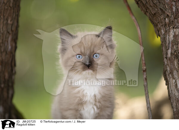 Ragdoll kitten / JM-20725