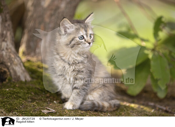 Ragdoll Ktzchen / Ragdoll kitten / JM-20728