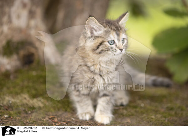 Ragdoll kitten / JM-20731