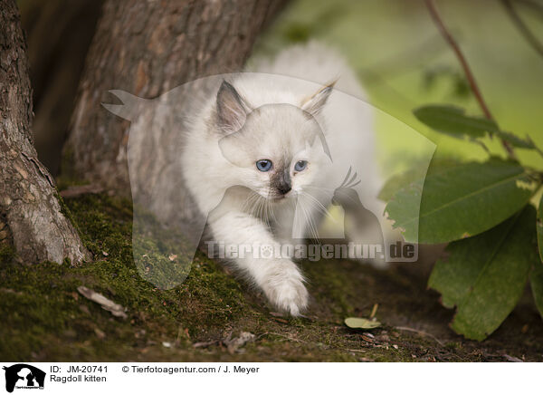 Ragdoll Ktzchen / Ragdoll kitten / JM-20741