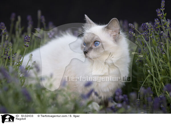 Ragdoll / Ragdoll / SI-02433