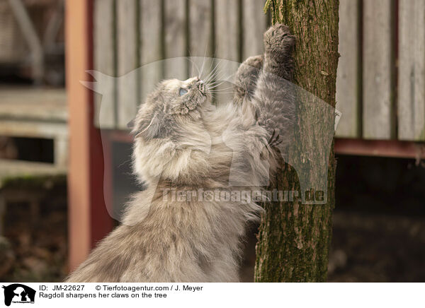 Ragdoll wetzt ihre Krallen am Baum / Ragdoll sharpens her claws on the tree / JM-22627