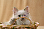 Ragdoll Kitten