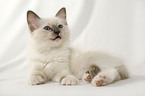 Ragdoll Kitten