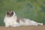 Ragdoll tomcat