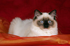 lying Ragdoll