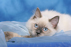 cute lying Ragdoll