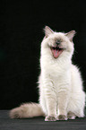 yawning Ragdoll