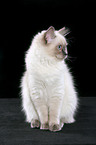 sitting Ragdoll