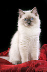 sitting Ragdoll