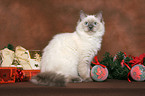 sitting Ragdoll at christmas