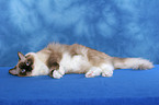 lying Ragdoll