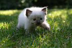 Ragdoll Kitten