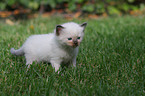 Ragdoll Kitten