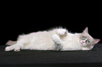 lying Ragdoll