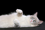 lying Ragdoll